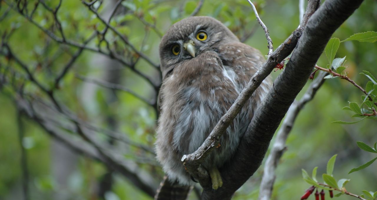 Austral Pygmy Owl Glaucidium nanum Torres Del Paine Patagonia Chile