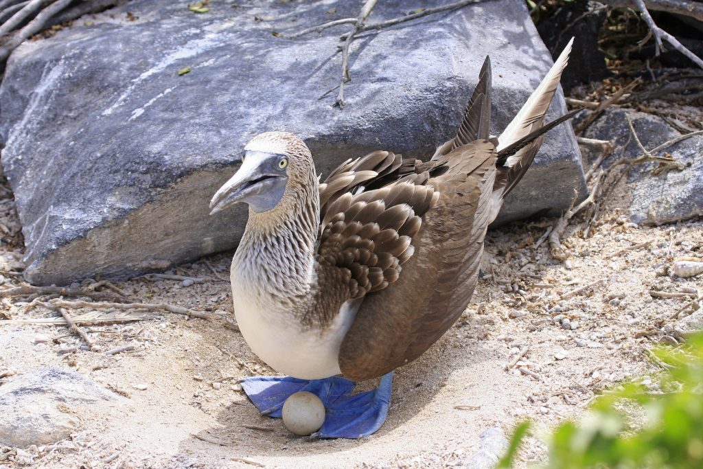 Blue footed booby with egg Galapagos