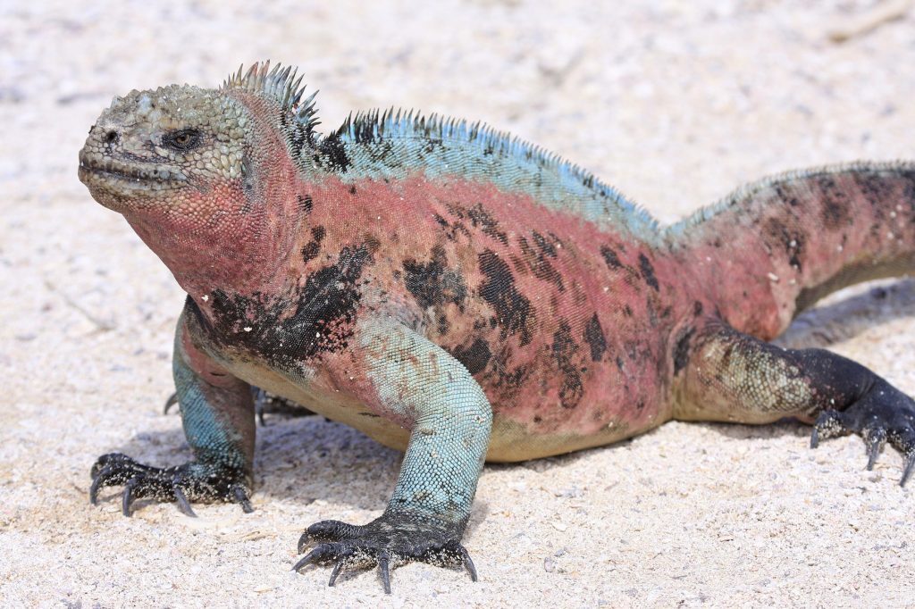 Marine Iguana Galapagos Islands