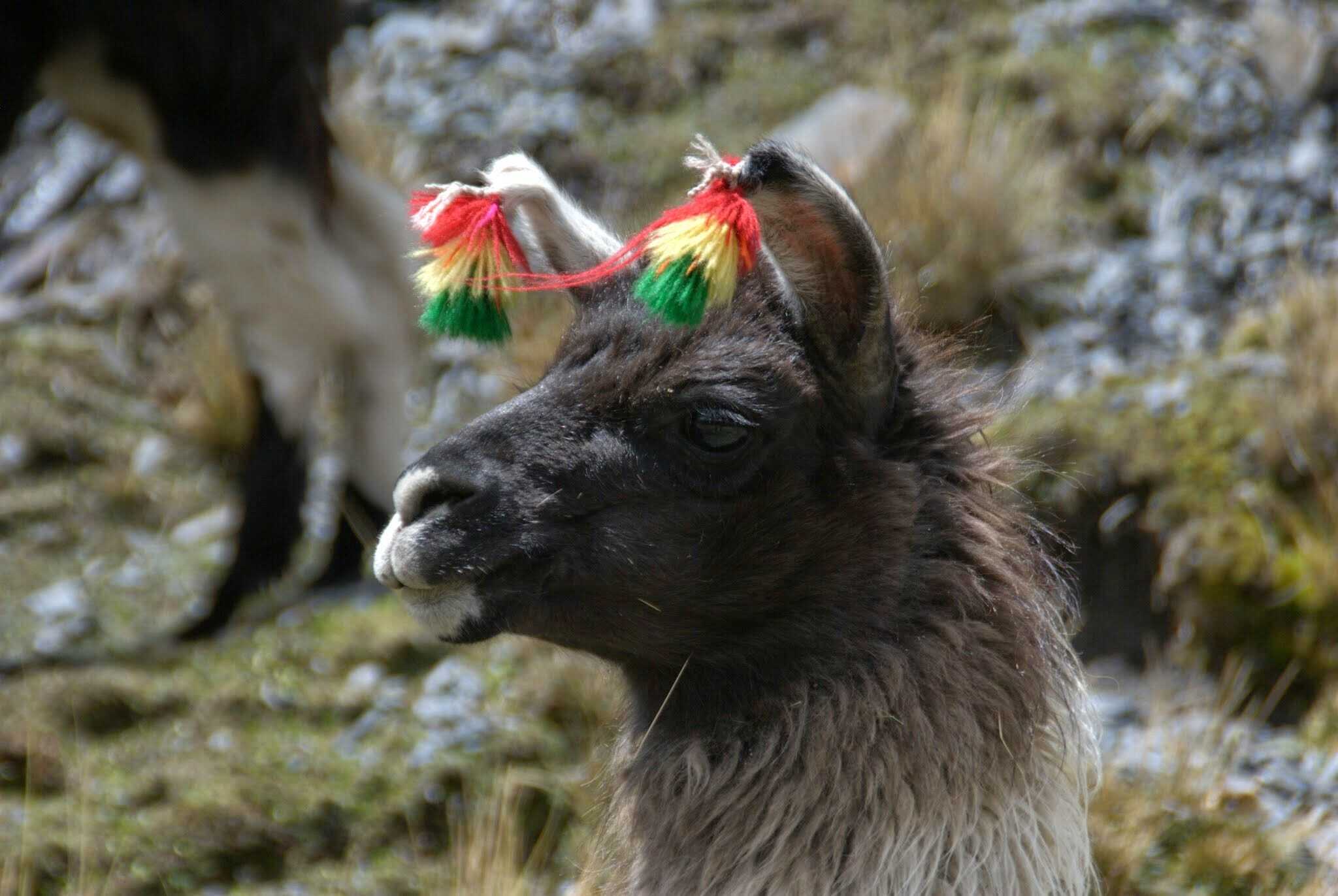 Llama with headdress in Condoriri Bolivia