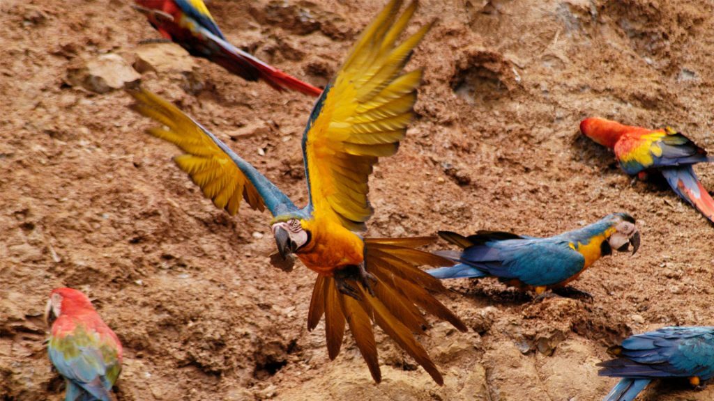 Macaw Clay Lick, Tambopata Research Center, Peru