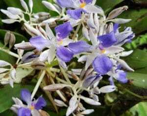 Mindo orchids