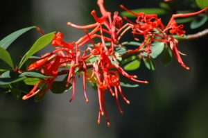 bright red flower
