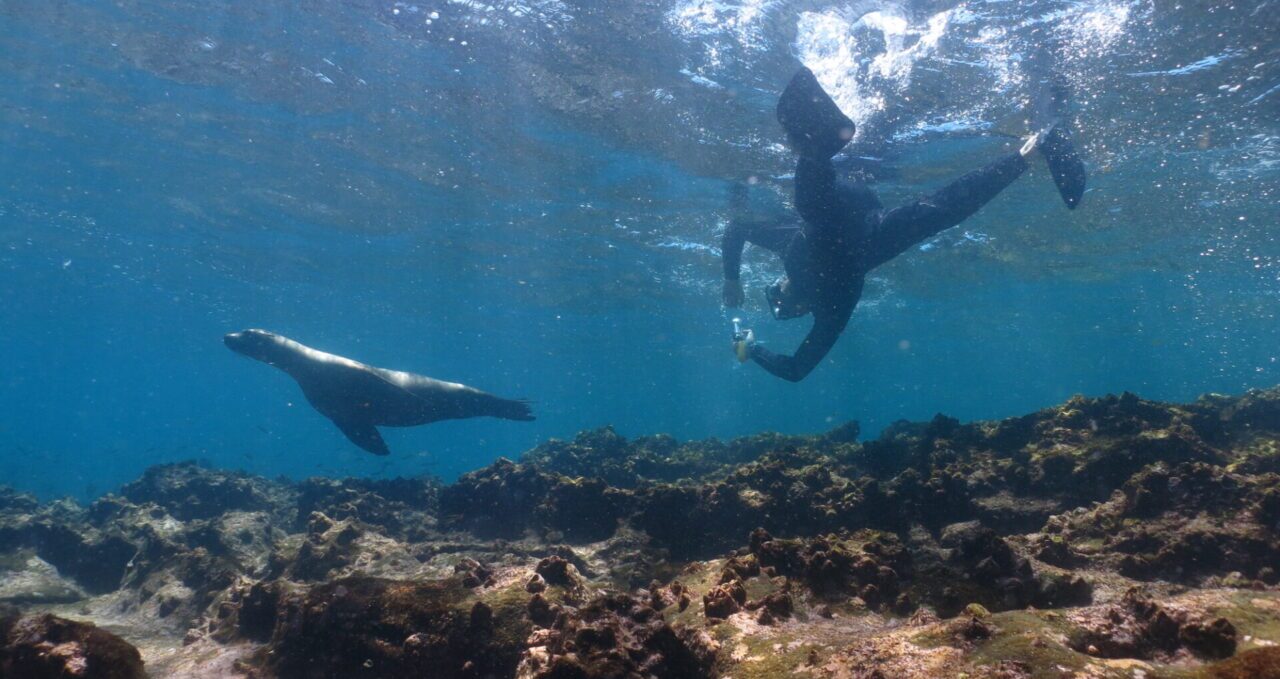 A photo of Sea lion and swimmer