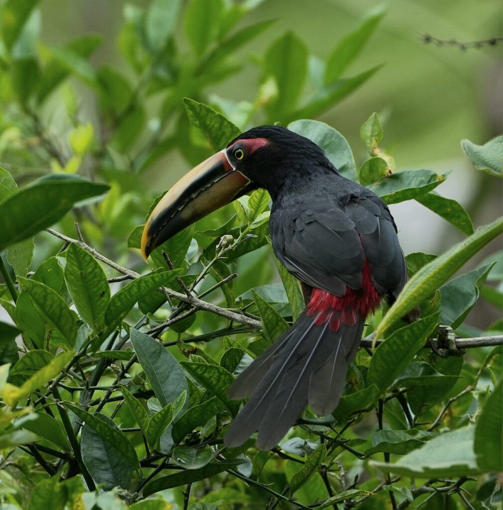 Toucan, El Monte, Mindo