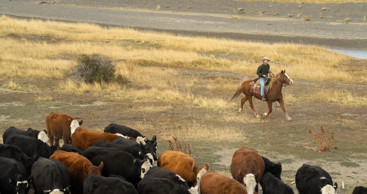 A photo of Gaucho and cattle, Awasi Patagonia, Chile