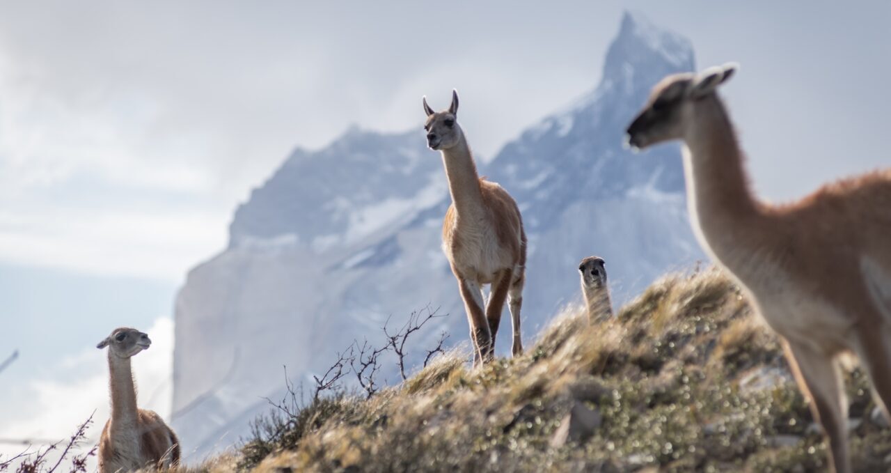 A photo of Guanacos, Awasi Patagonia, Chile