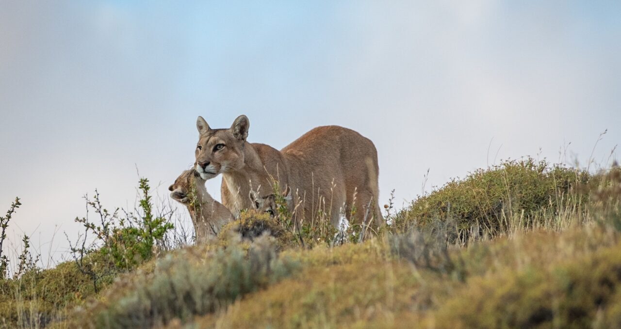 A photo of Puma and cub, Awasi Patagonia, Chile