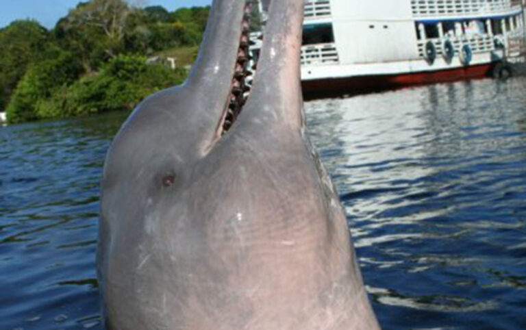 pink dolphins brasil