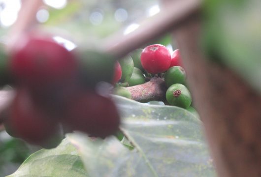 Coffee beans ripening Salento Colombia