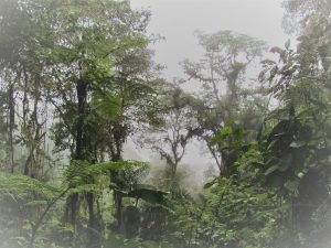 Bellavista Cloudforest Ecuador
