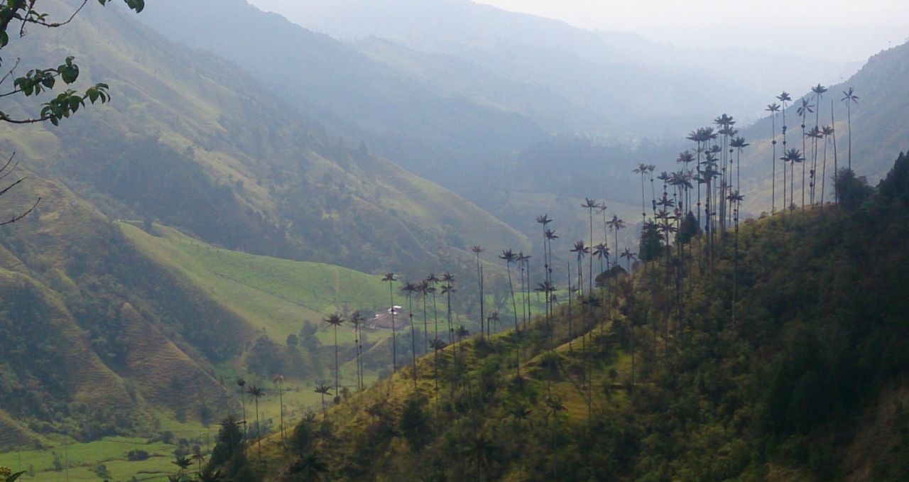 Wax palms in Cocora valley Colombia