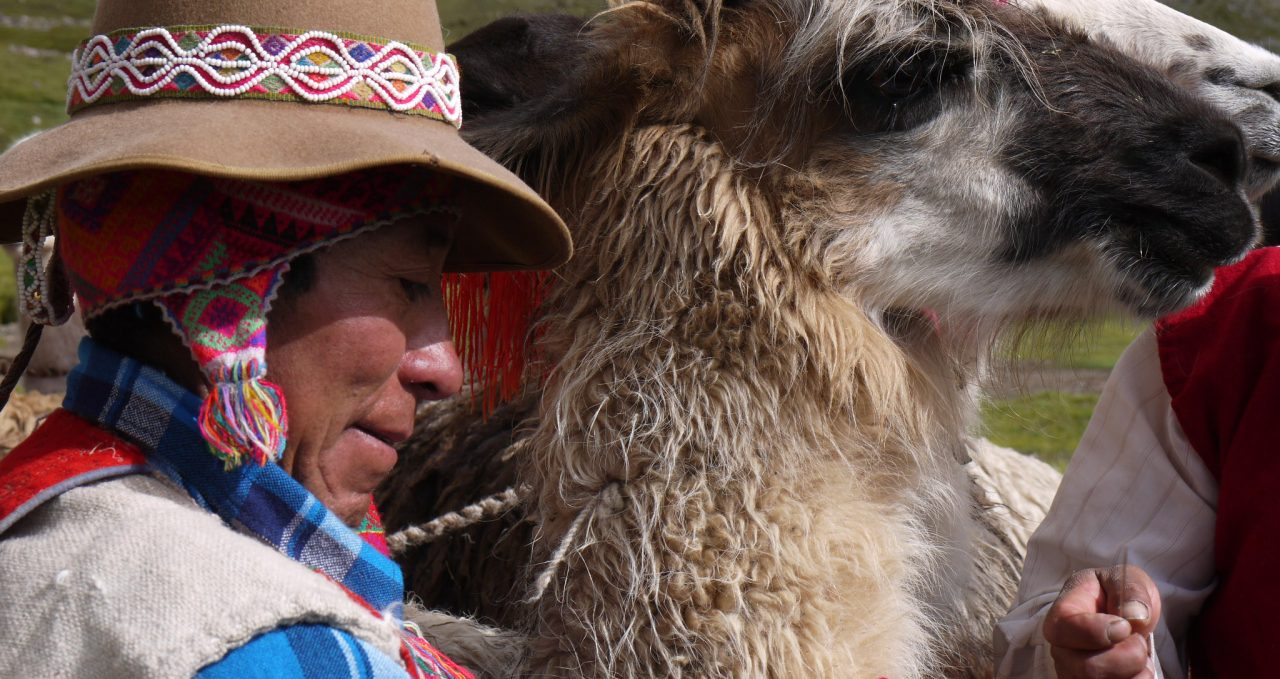 Sewing ribbons into llamas ears Ausangate trek