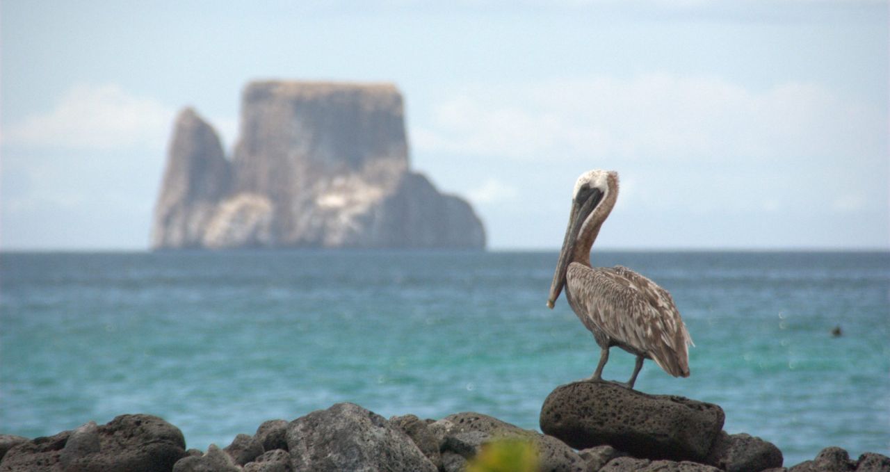 Pelican and Kicker rock Galapagos