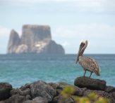 Pelican and Kicker rock Galapagos