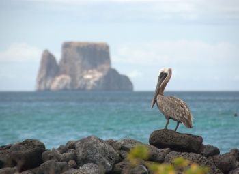 Pelican and Kicker rock Galapagos