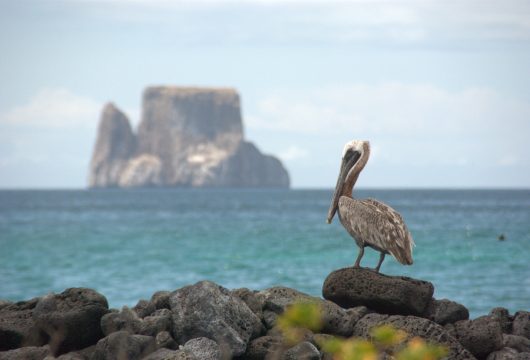 Pelican and Kicker rock Galapagos