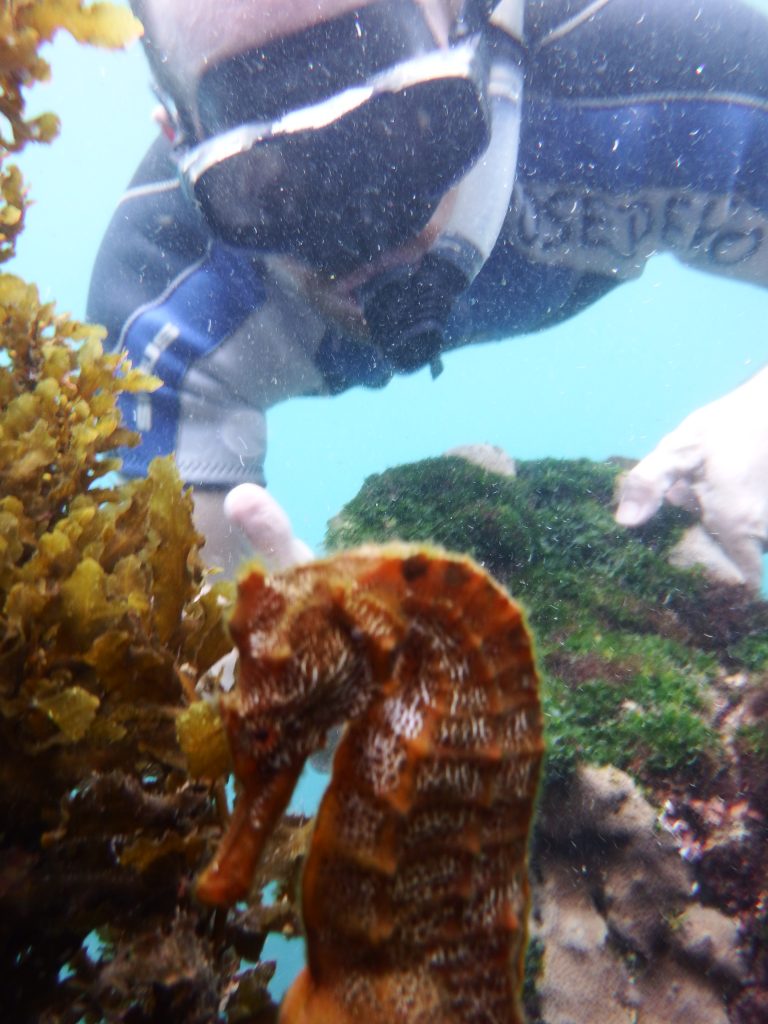 Snorkelling wiht sea horse at Tuneles Isabela Galapagos