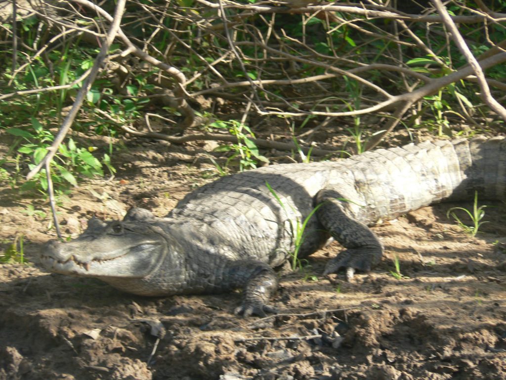 Black caiman Guyana