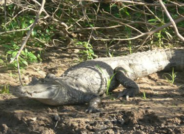 Black caiman Guyana
