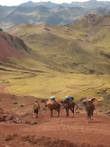 Cargo horses on Ausangate lodges trek