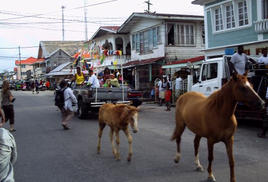 Horses on the street in Georgetown Guyana