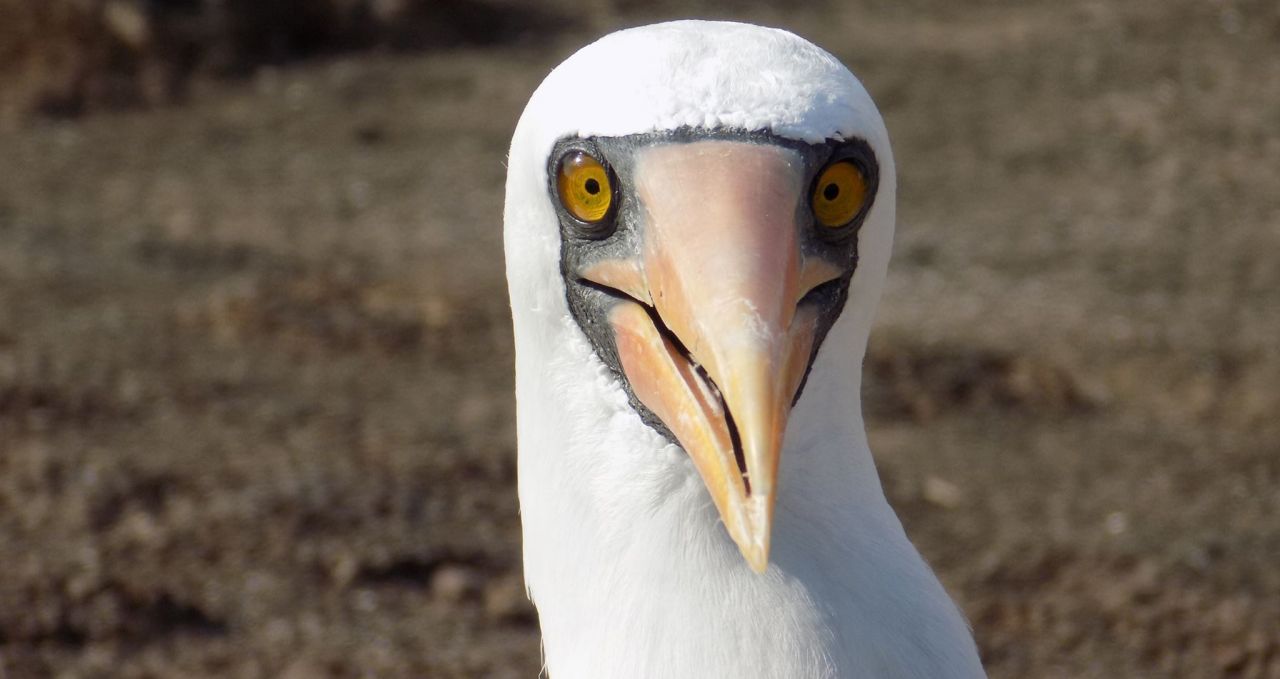 Nazca booby smile Galapagos. Nazca boobies