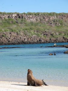 Sea lion on beach Genovesa Galapagos