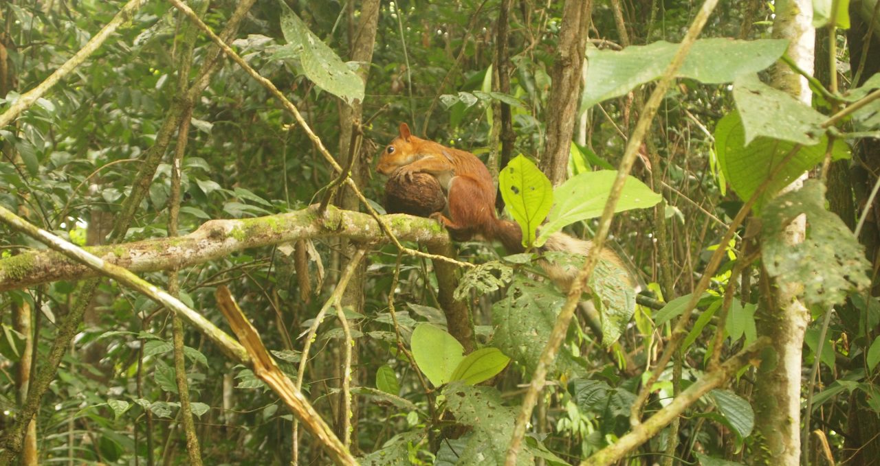 Red Squirrel in Tambopata Amazon Peru