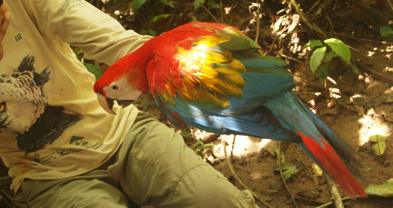 Macaw Project Amazon Peru