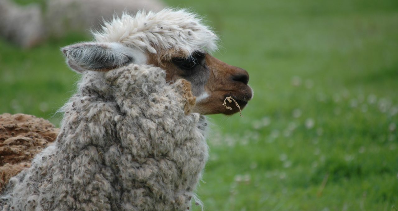 Alpaca at Sacsayhuaman Cusco Peru