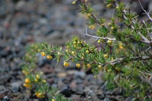 Calafate flowers Patagonia