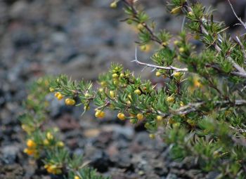 Calafate flowers Patagonia