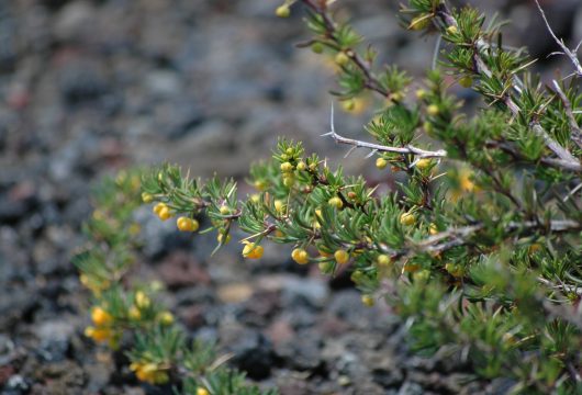 Calafate flowers Patagonia