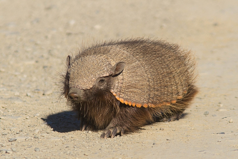 Cascada Dwarf Armadillo Torres del Paine Chile