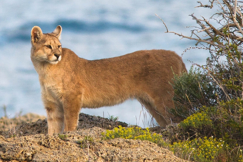 Patagonia wildlife Cascada Puma Patagonia Chile