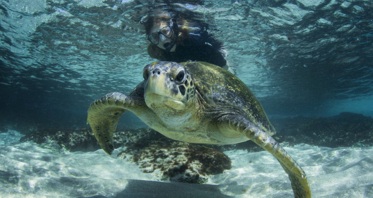 Coral Galapagos Green Turtles Galapagos