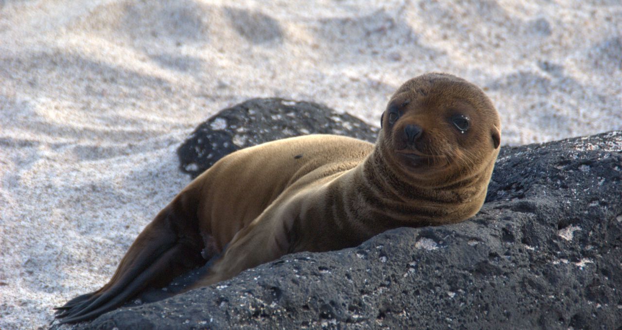 Cute sea lion pup Galapagos