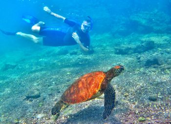 Finch Bay snorkelling with Turtle Galapagos