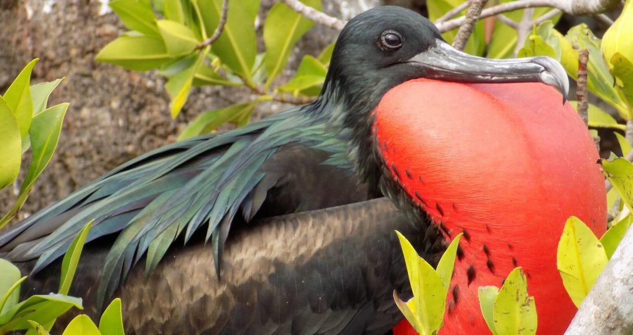 Frigate bird Genovesa Galapagos Islands