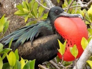 Frigate bird Genovesa Galapagos Islands
