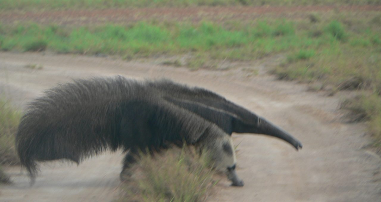 Giant anteater Karanambu Guyana