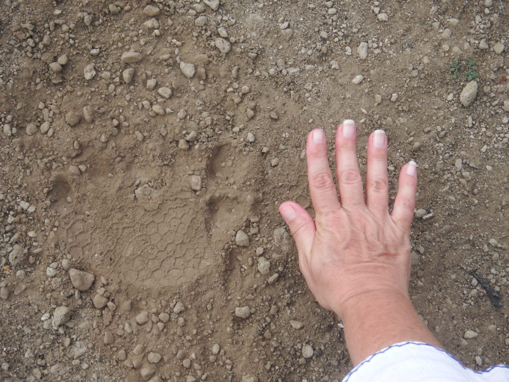 Giant tortoise footprint vs human hand Galapagos