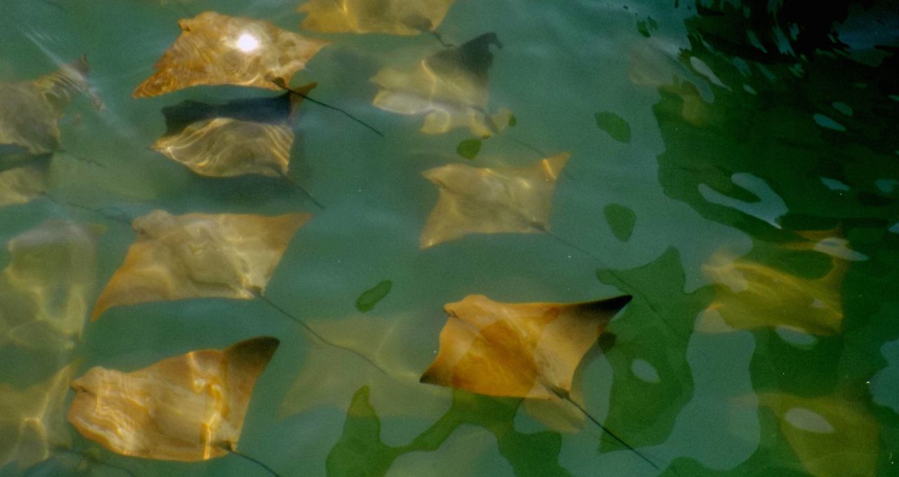 Golden eagle rays Black Turtle Cove Galapagos