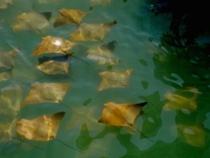 Golden eagle rays Black Turtle Cove Galapagos