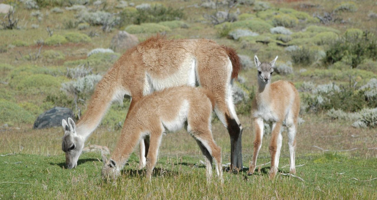 Grazing Guanacos Torres del Paine Patagonia Chile