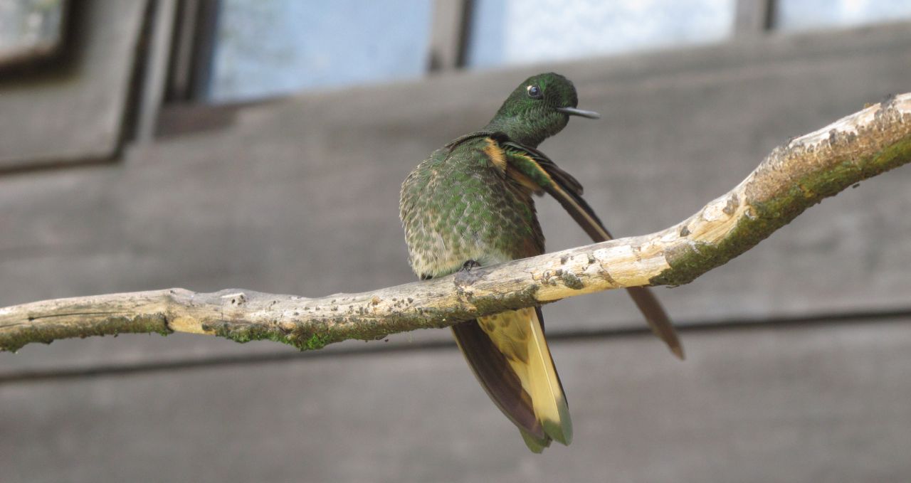 humming-bird-salento-colombia