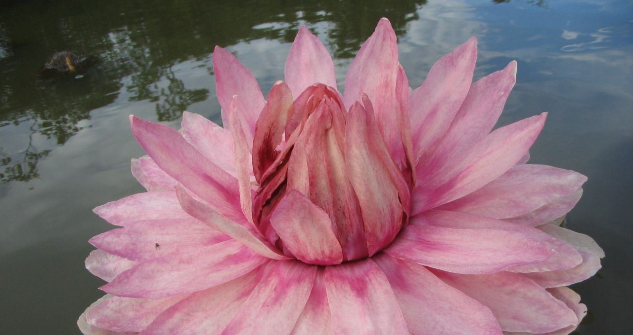 karanambu-victoria-in-the-pink-lily-guyana