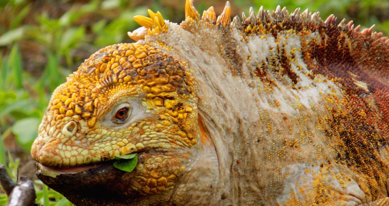 Land iguana Dragon hills Galapagos