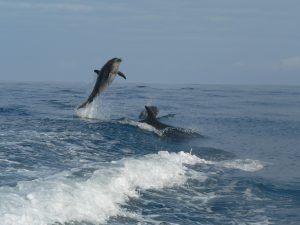 Leaping dolphins in Galapagos
